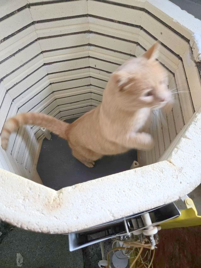 Pickles inspecting the kiln to make sure I didn't leave anything behind.
